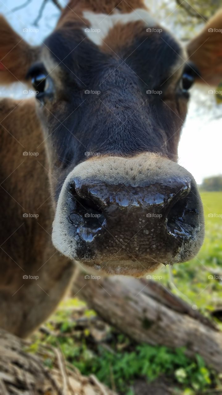 wet nose wild woman