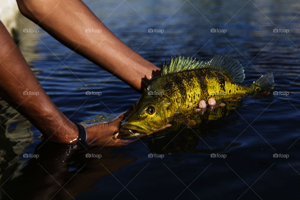 Exotic Peacock Bass