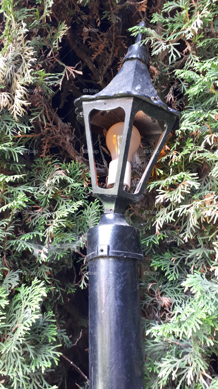 A Glassless Lamp Amongst Cedars