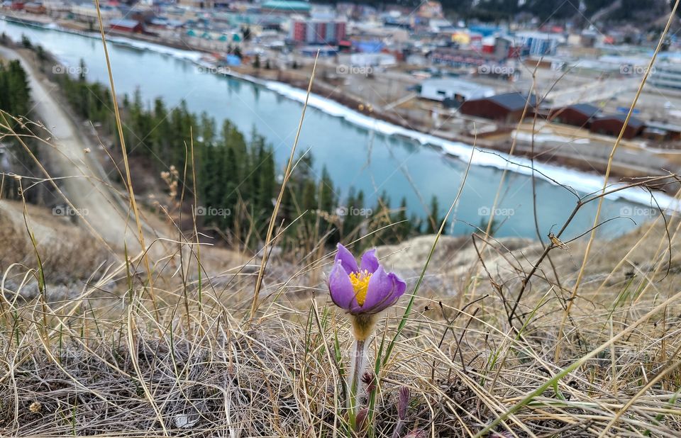First crocuses blooming in the Yukon