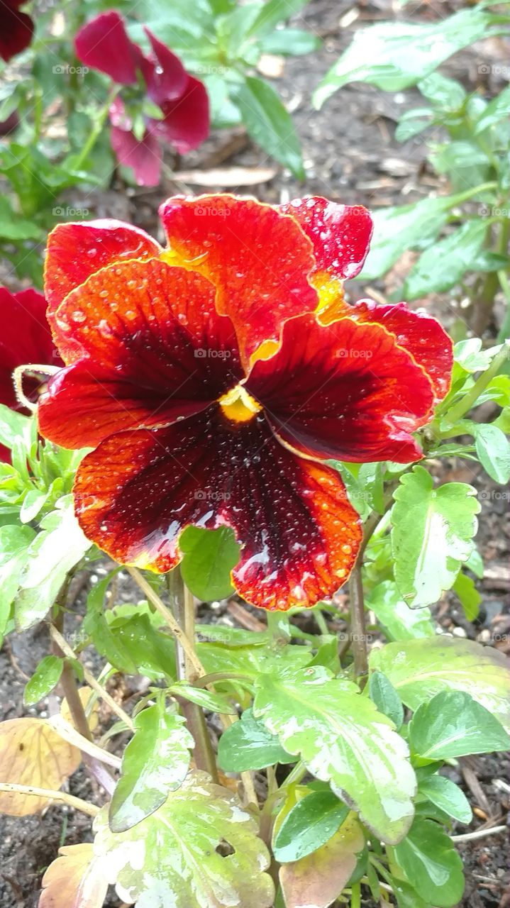 Nature, Garden, Leaf, Flora, No Person