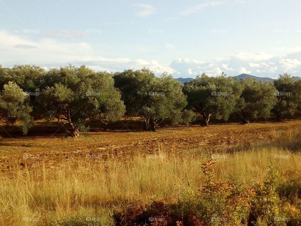 Olivenbäume, Kroatien