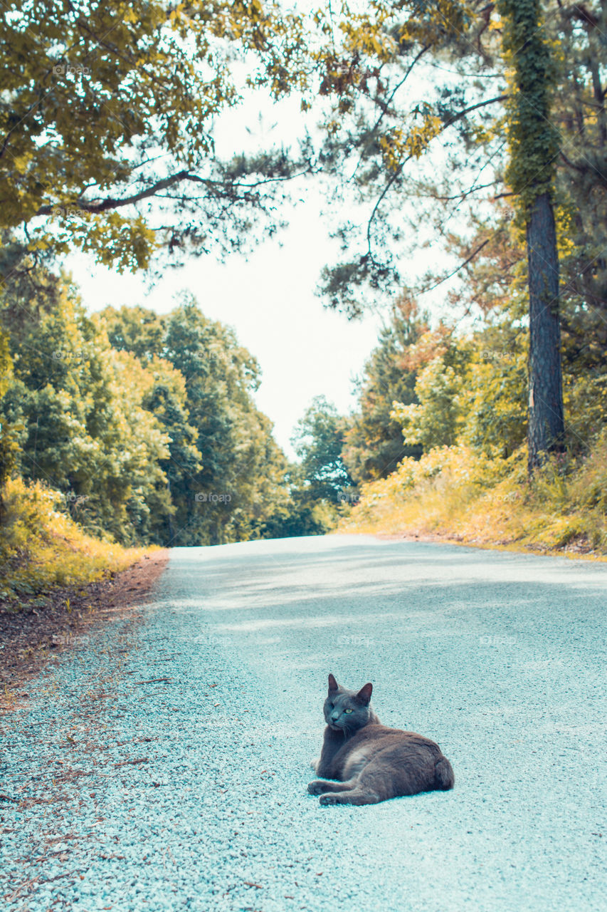 One Eyed Gray Manx Cat Sitting on a Country Road 2