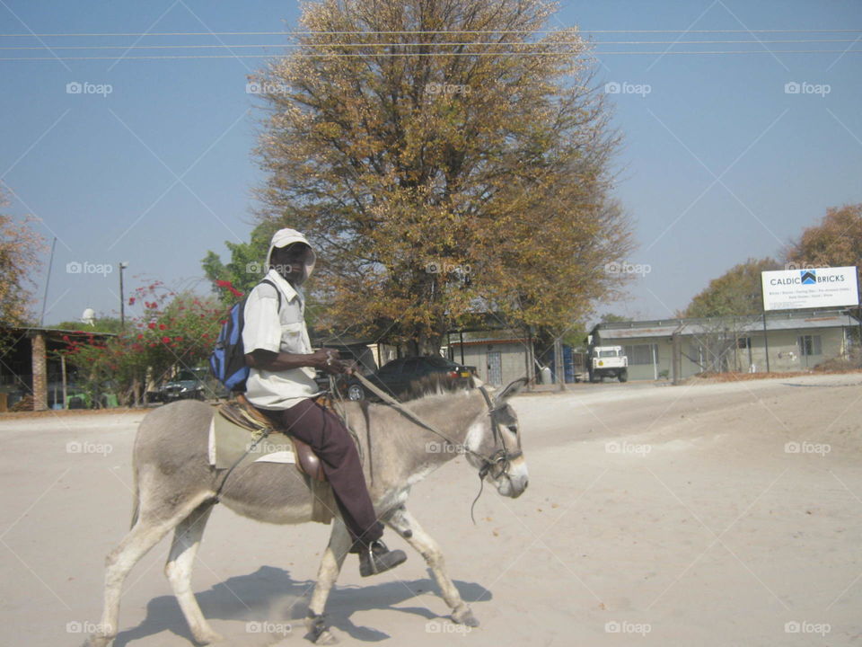 In Botswana donkeys cattle and goats are also road users.