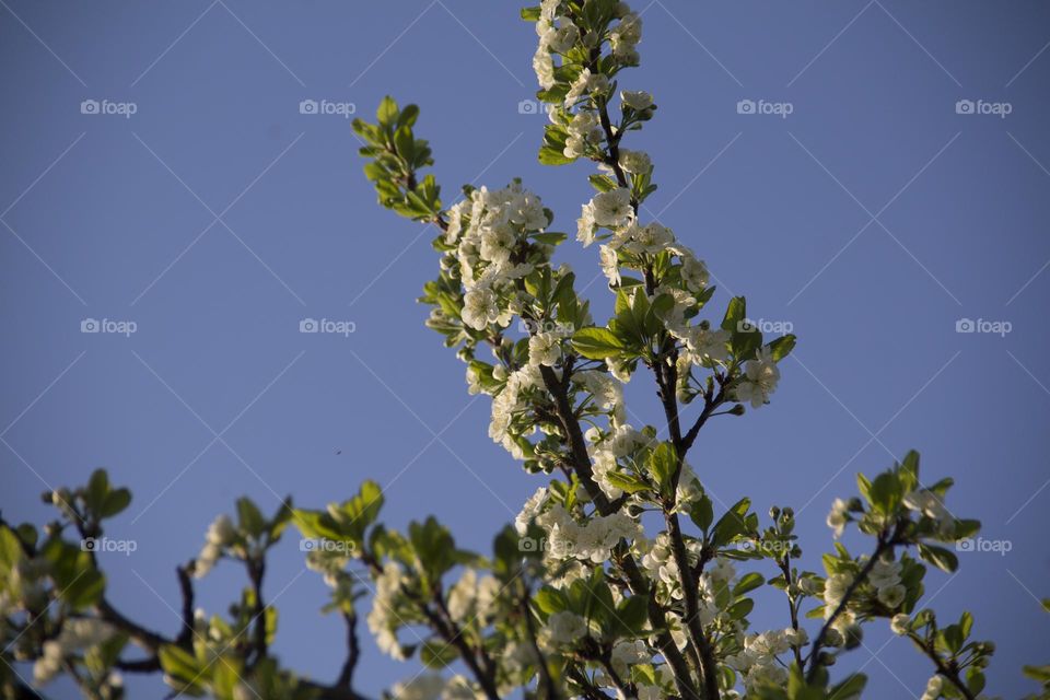 Spring flowering of trees and flowers on a sunny day in spring.