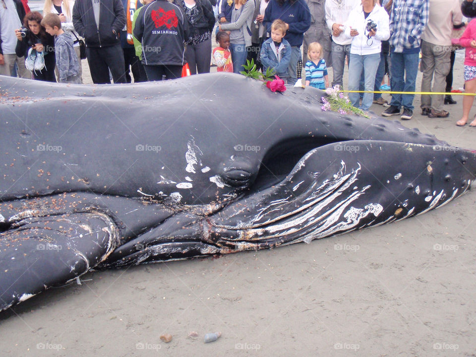 children and whale humpback by ajr