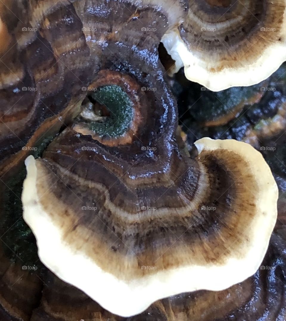 To see the contrasts in coloration on this oyster mushroom shine, is to see the tiny hints of joy throughout a seemingly regular landscape.