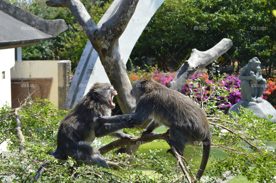 Monkeys at the Temple of Uluwatu, Bali