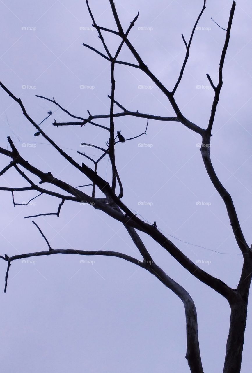 a dry death tree in the forest