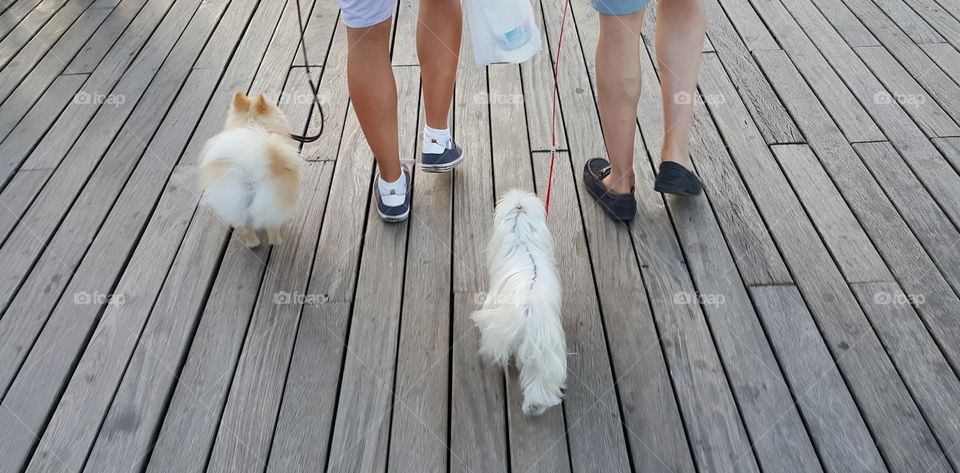 Two men walking two dogs together