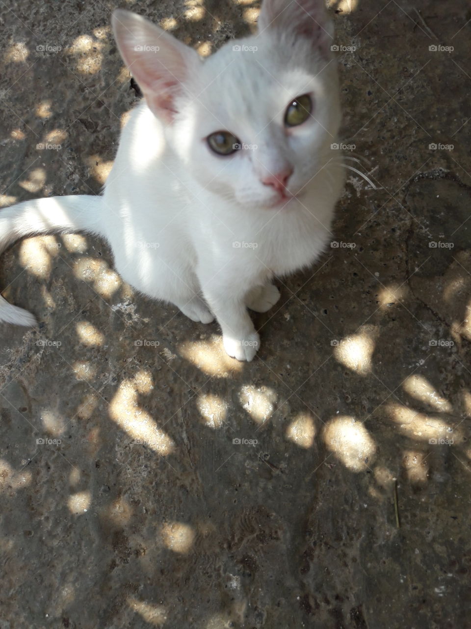 The White Cat