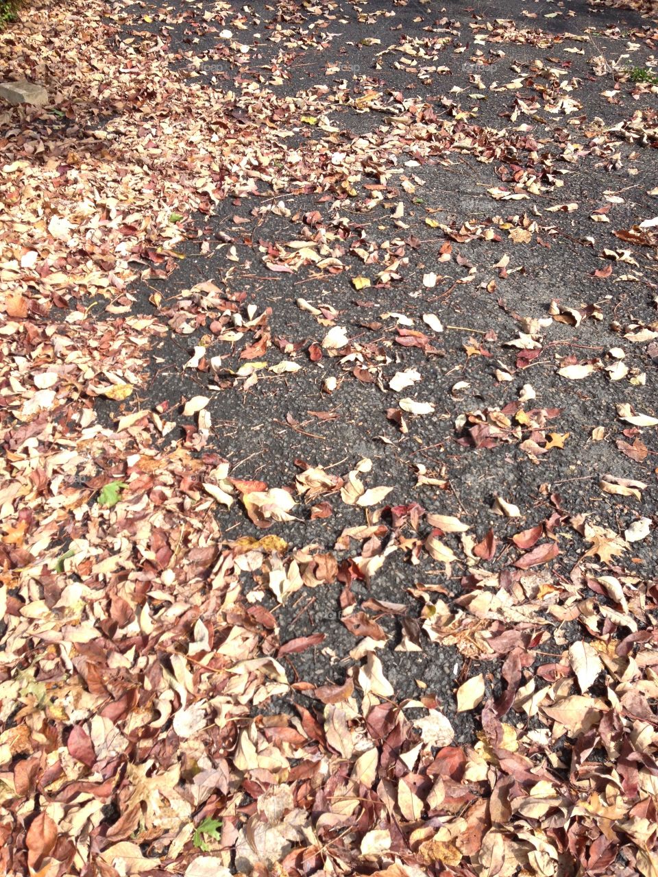 Fall leaves. Fall leaves on the ground