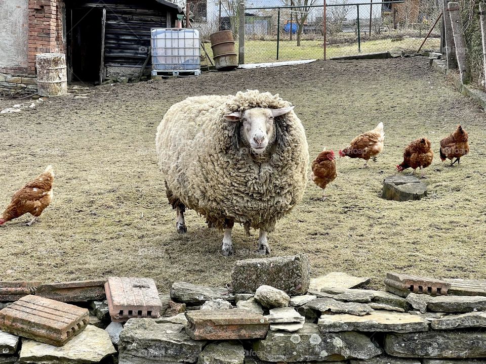 Fluffy sheep at the yard with chickens 