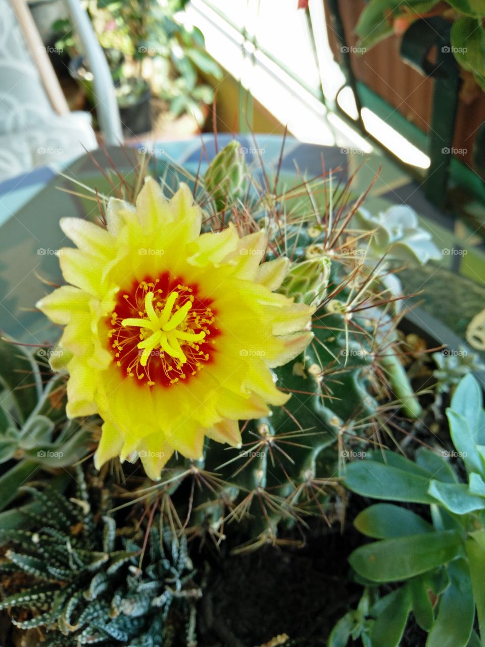 a closeup view of an amazing and colorful yellow cactus flower in a garden