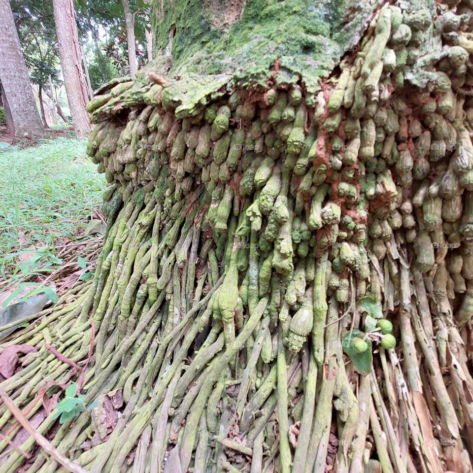 palm tree roots visible from the outside