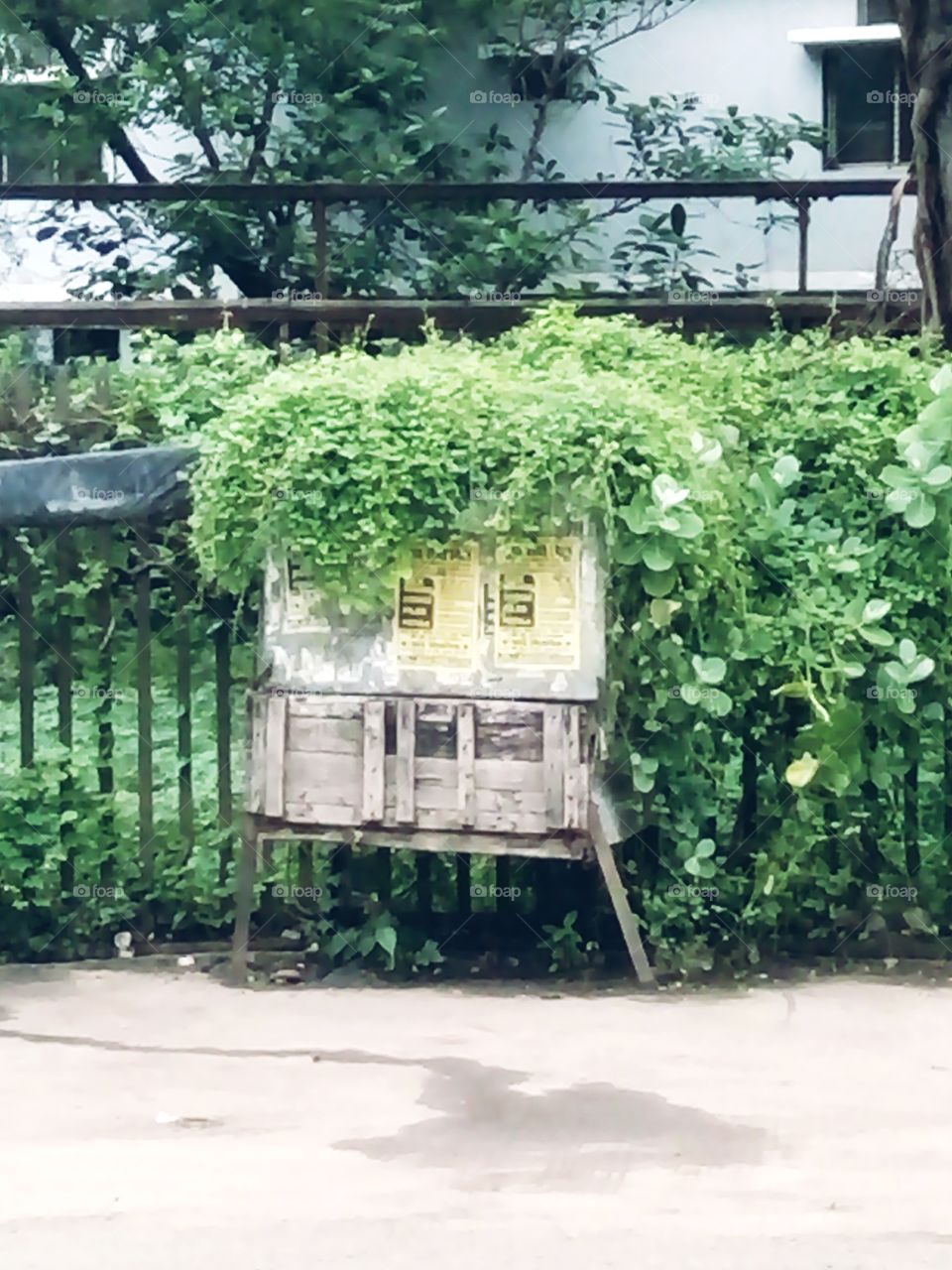 green,unique picture,A great photo,a photo for everyone,a memorable photo,a no. photo,a photo to cherish,a beautiful photo,a great photo for the best people,an evergreen photo,a photo to remember for years, the best result of great photograp