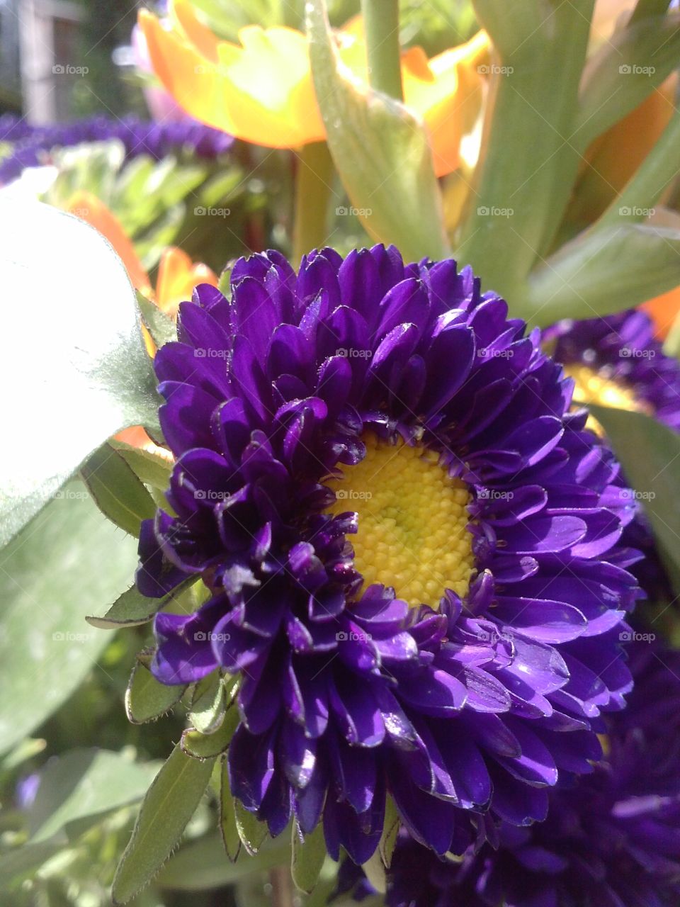 Purple Flower. Mothers Day bouquet. 