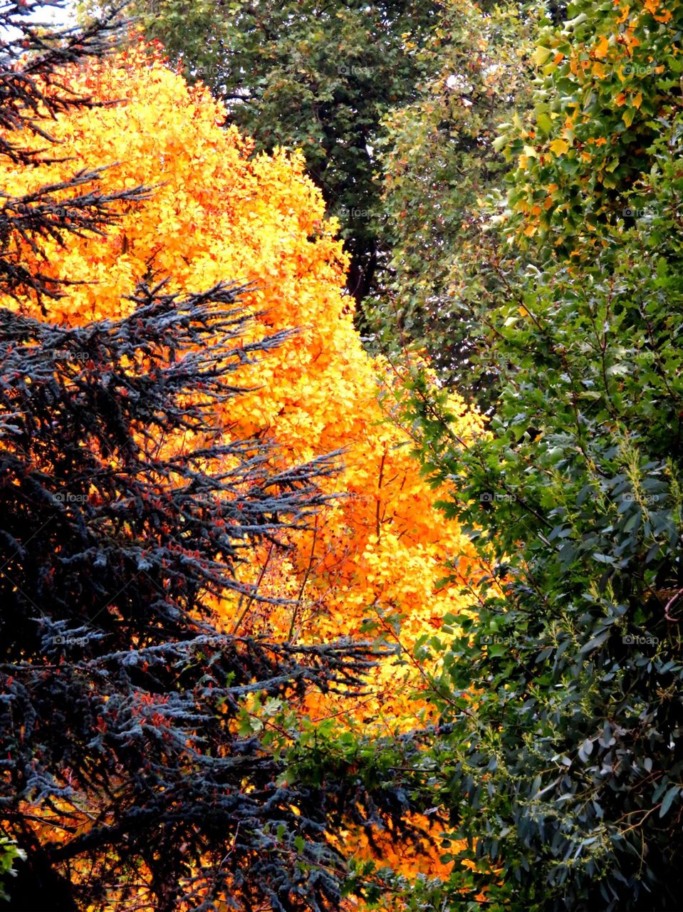 autumn colourful foliage