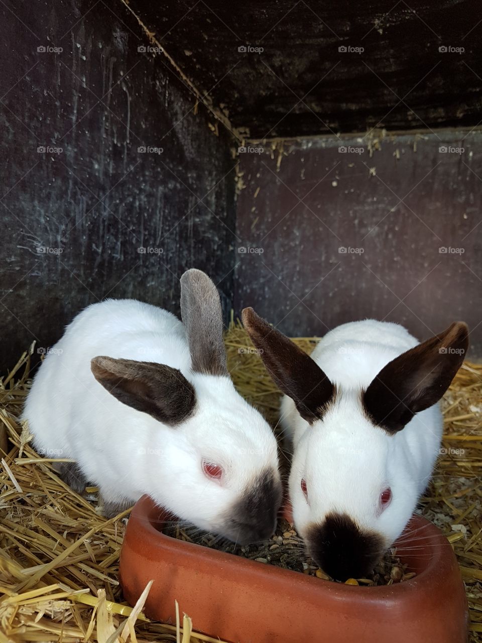 Two rabbits 