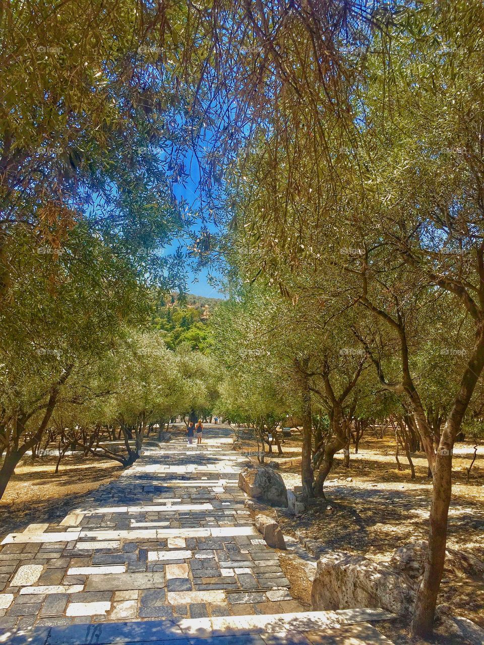 Olive trees path