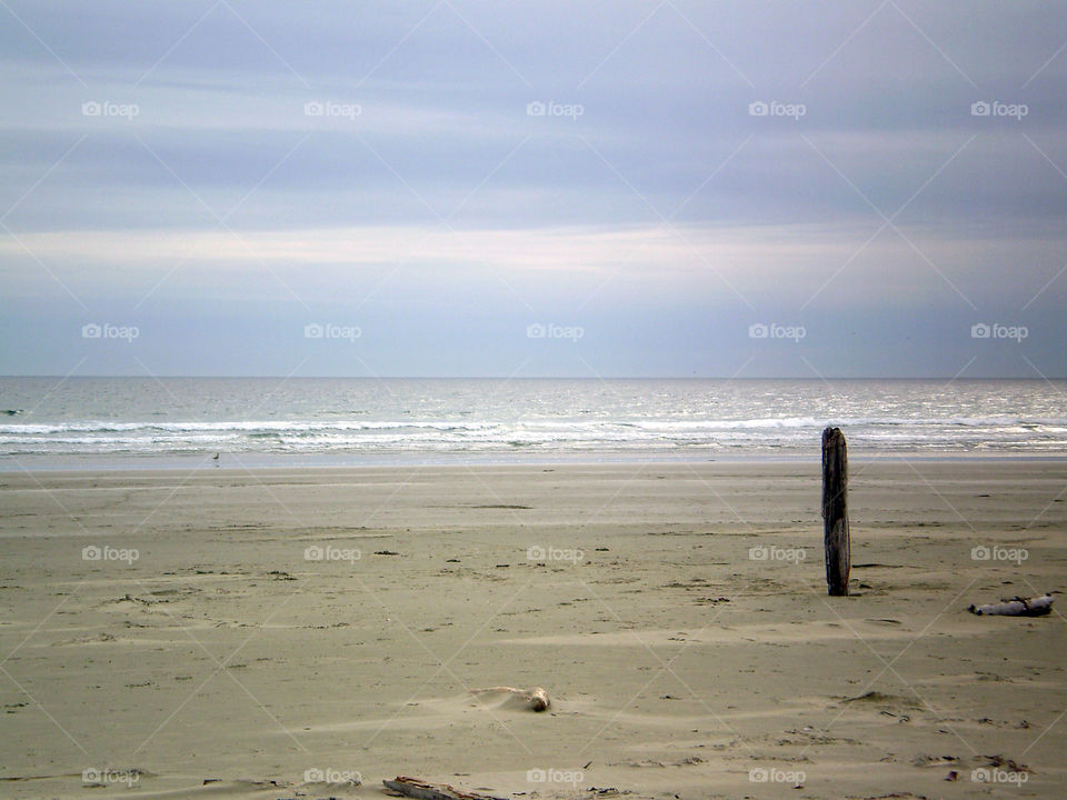 Lonely piece of driftwood on a beach