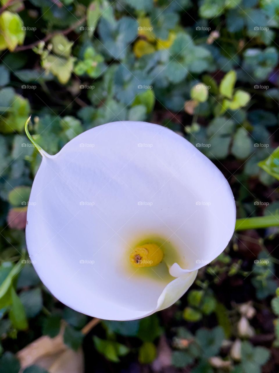 White flower