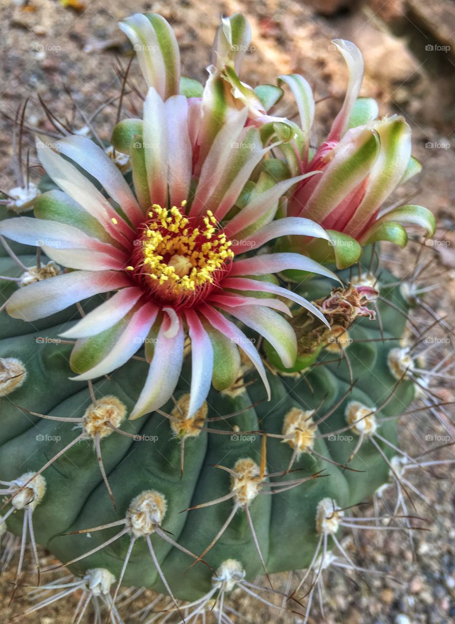 Cactus bloom