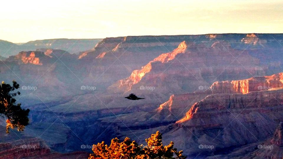 Raven flying in the Grand Canyon at Dusk. Grand Canyon capture of beautiful raven flying by at sunset