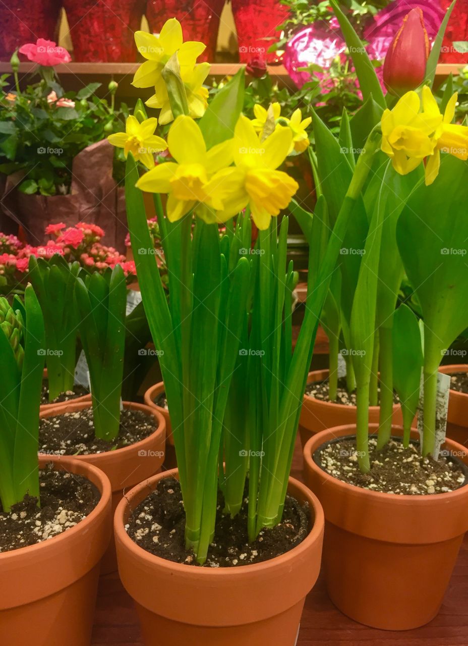 Potted Daffidil flower