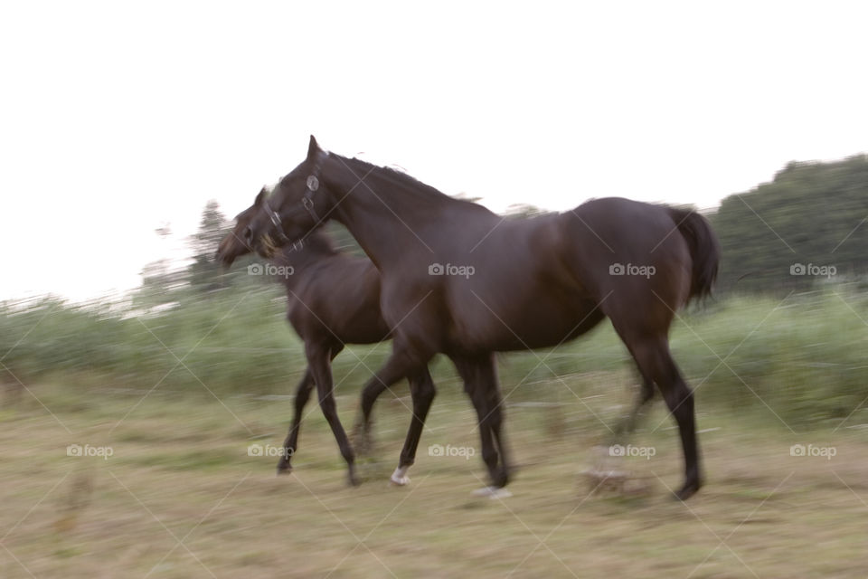 Horse, Mammal, Cavalry, Mare, Equine
