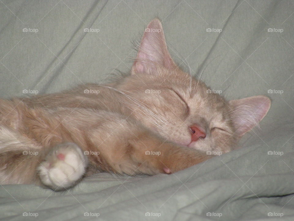 tan kitten sleeping peacefully