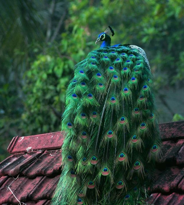 peacock