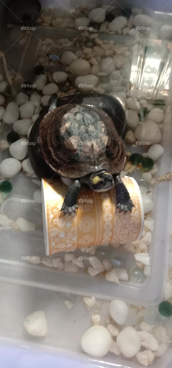 play time of tutu turtle 🐢❤️