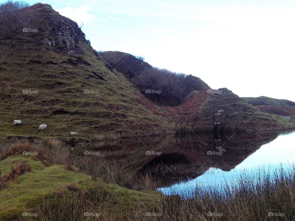 Sheep grazing in Portree, UK