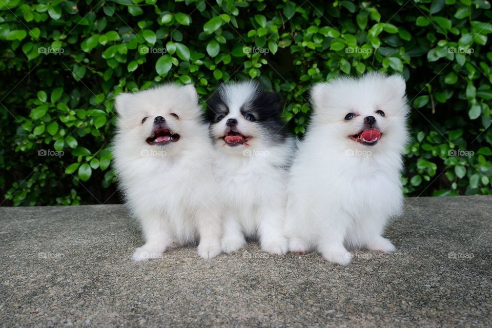 Smiling puppies