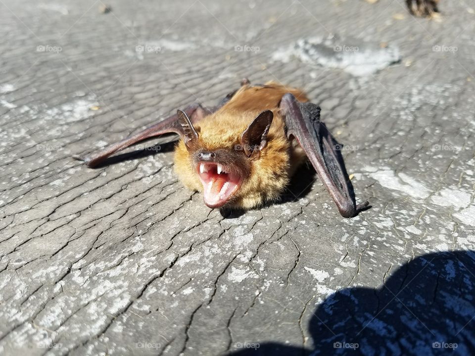 bat on a roof.