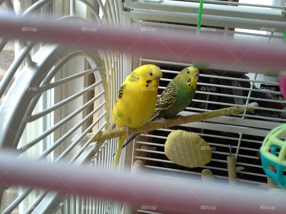 parakeets. pretty birds