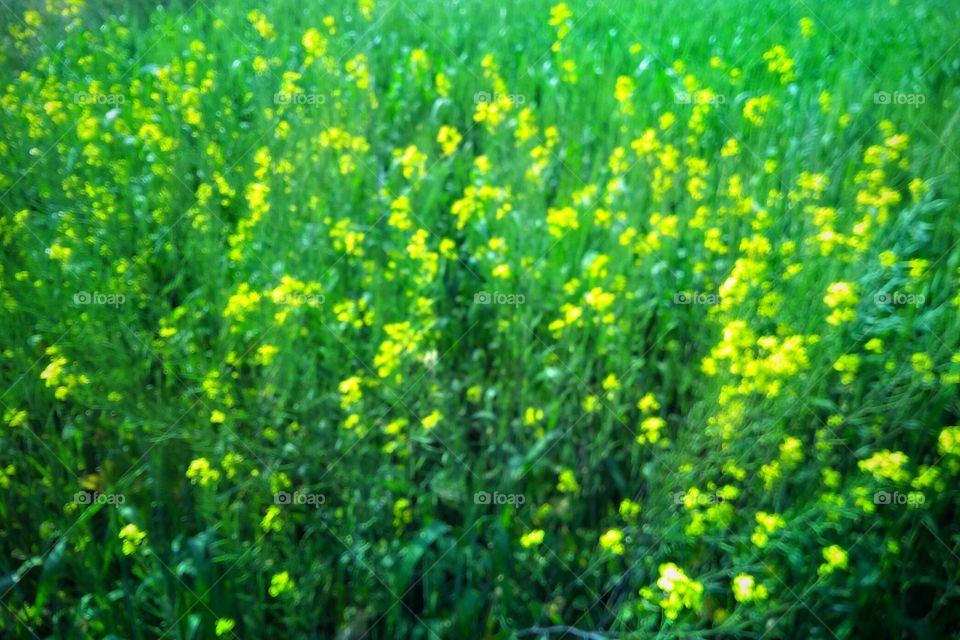 musturd flower in the agriculture field