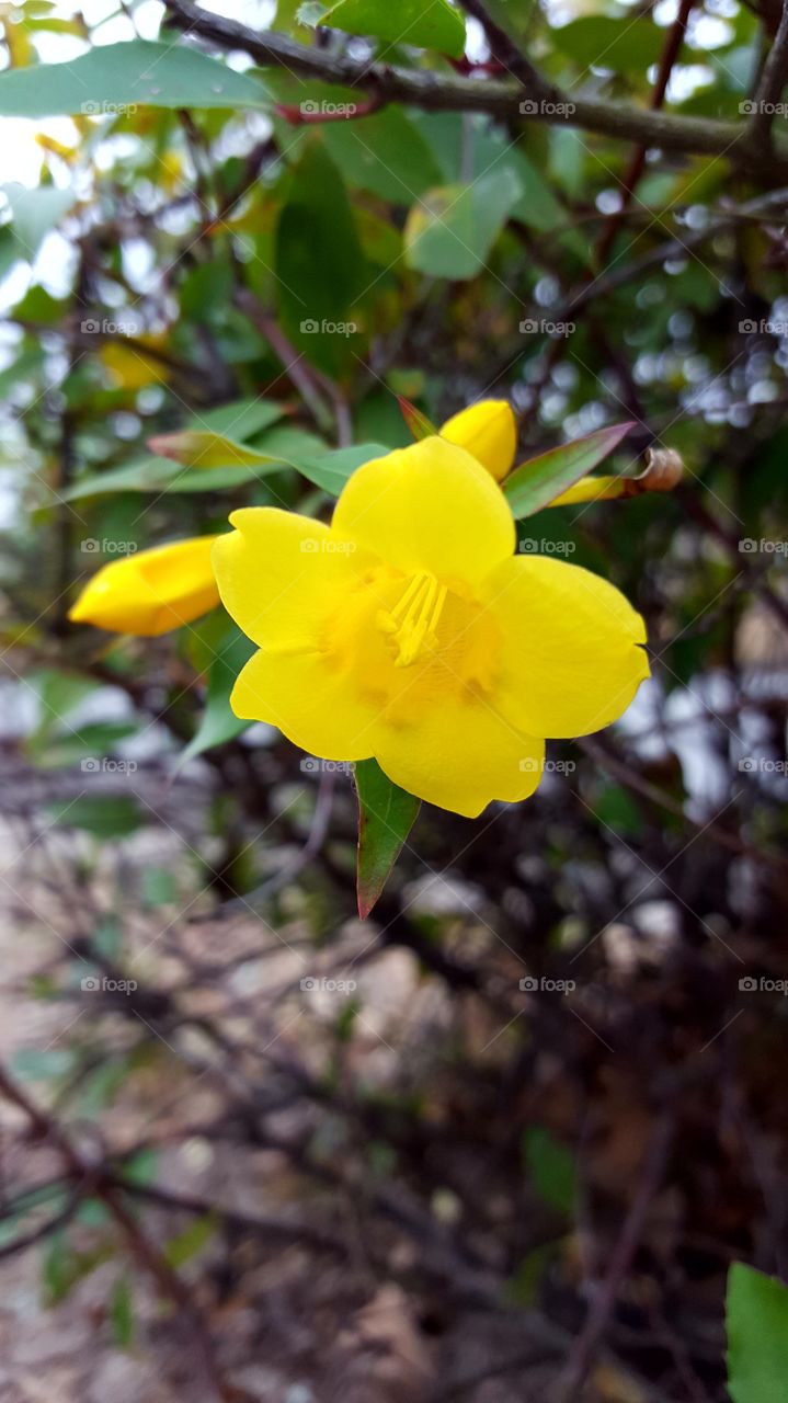 Yellow golden flower blooms.