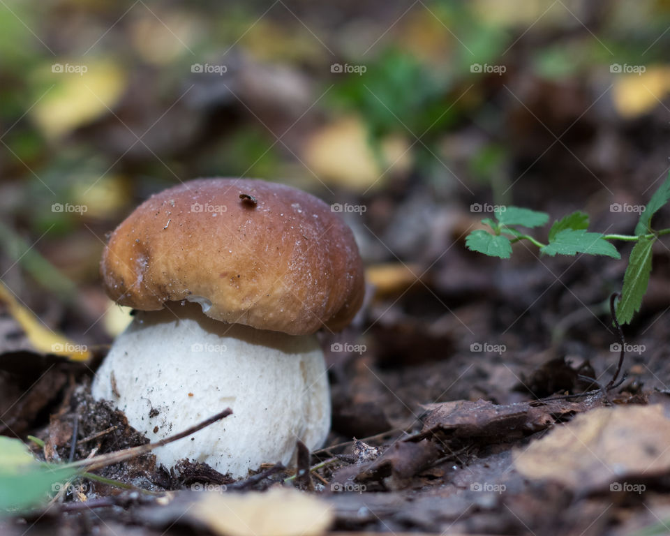 white mushroom boletus. white mushroom boletus