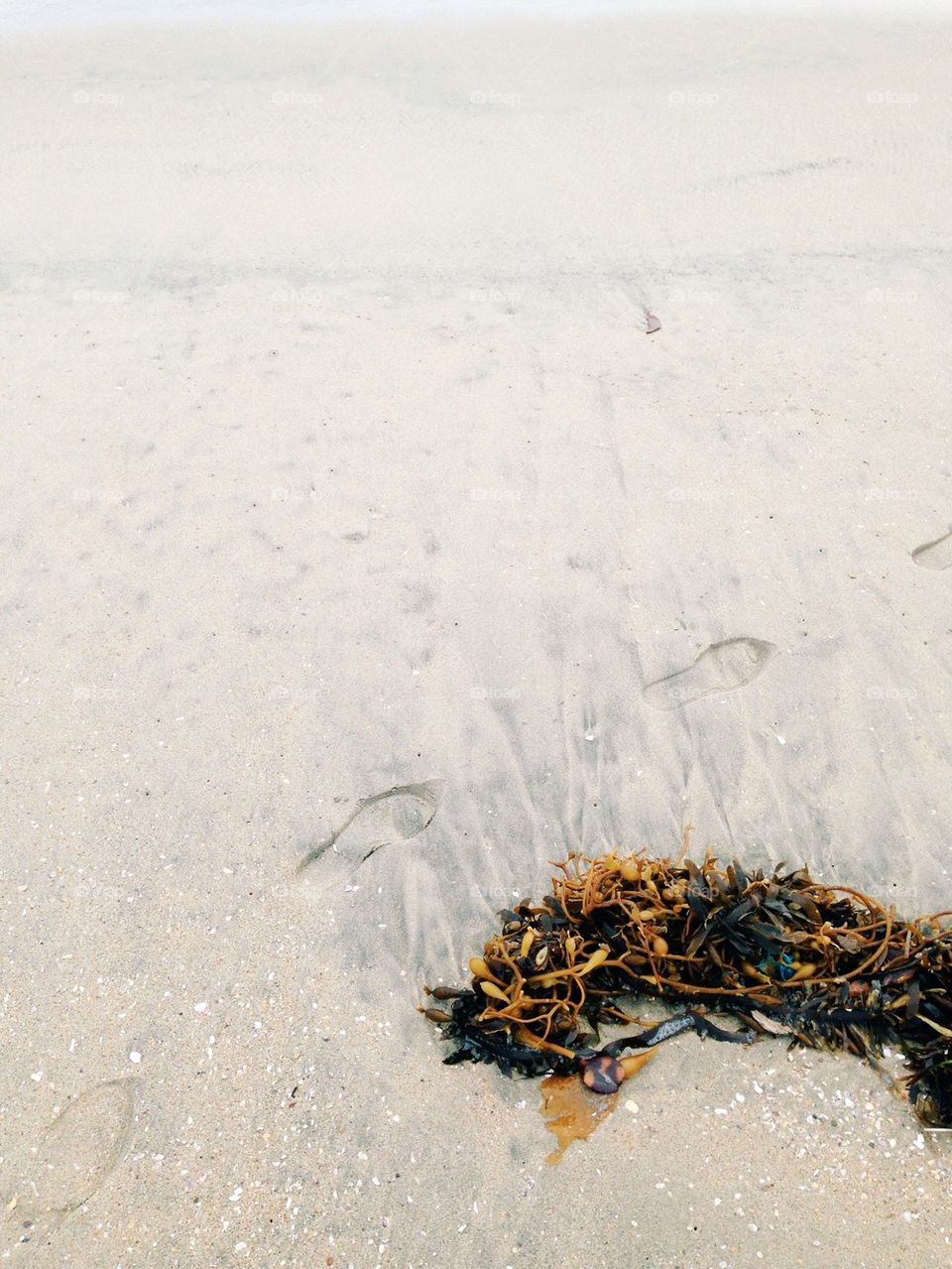 Footprints and Seaweed