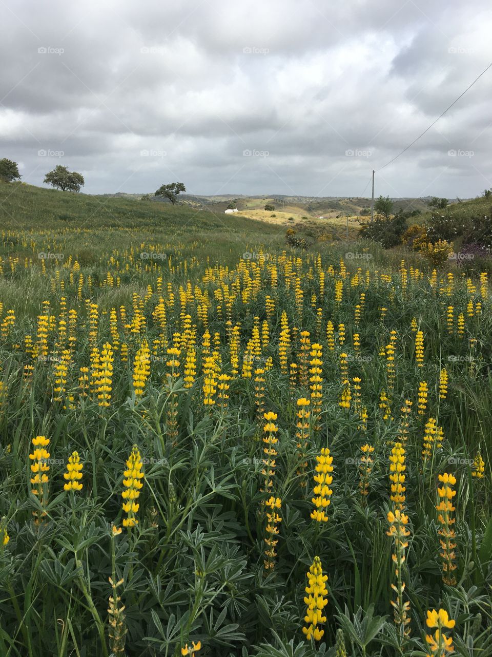 Yellow wild lupine in fields