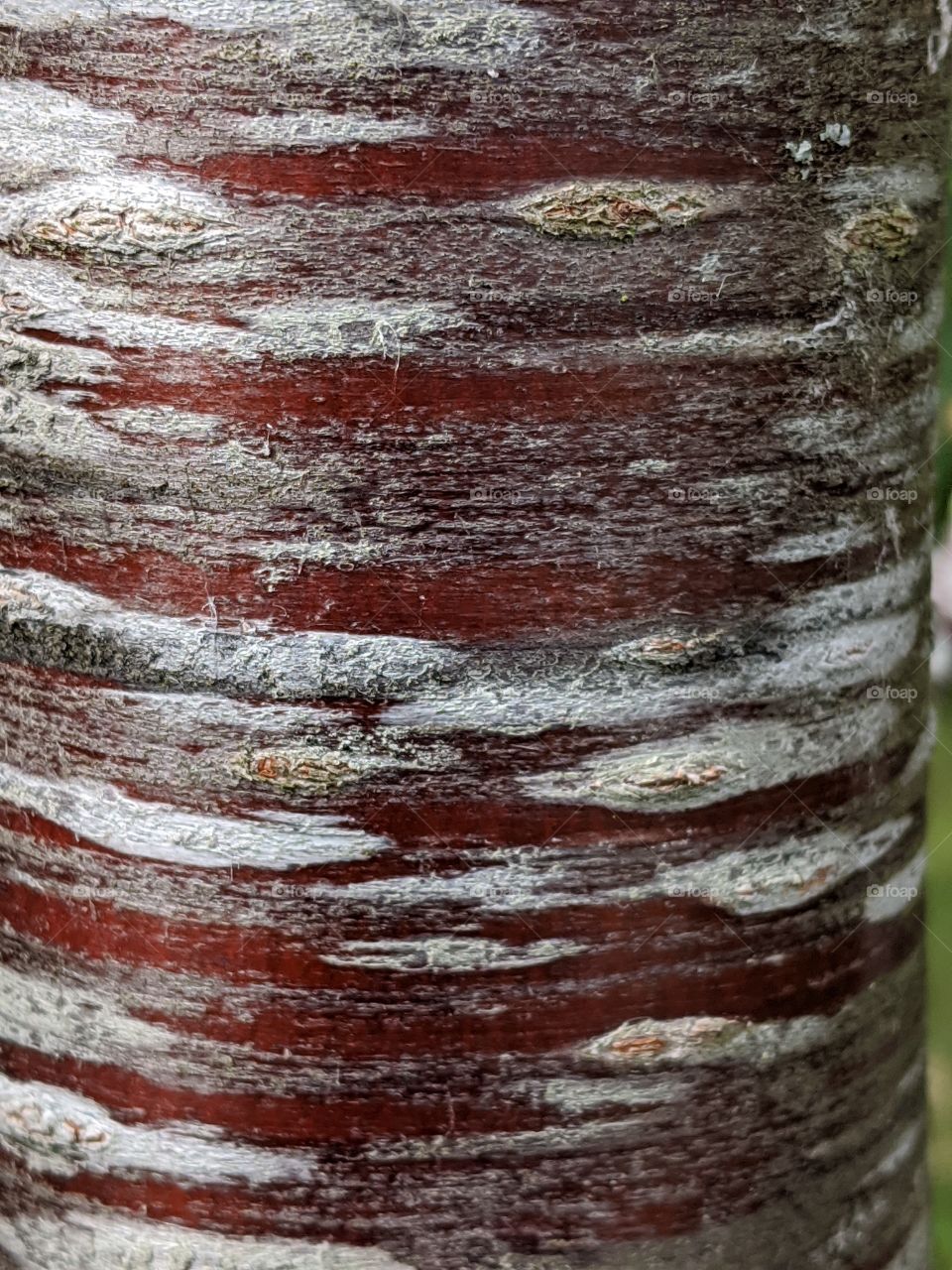 Cherry Tree Bark