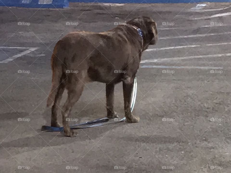 A dog in the parking lot wondering, “Where is he going?”