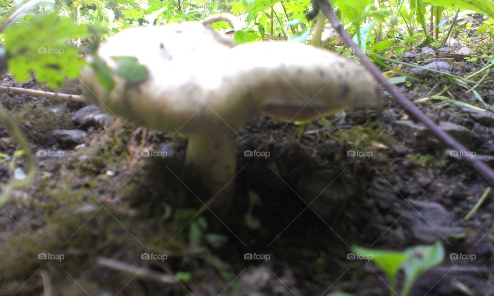 Nature, Fungus, Mushroom, Wood, Moss