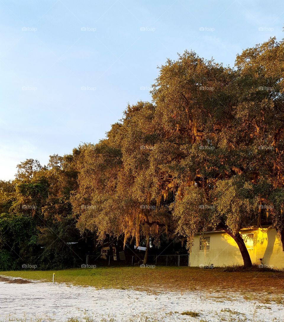 sun illuminating trees and house