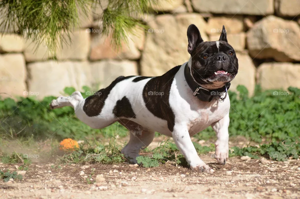 dog