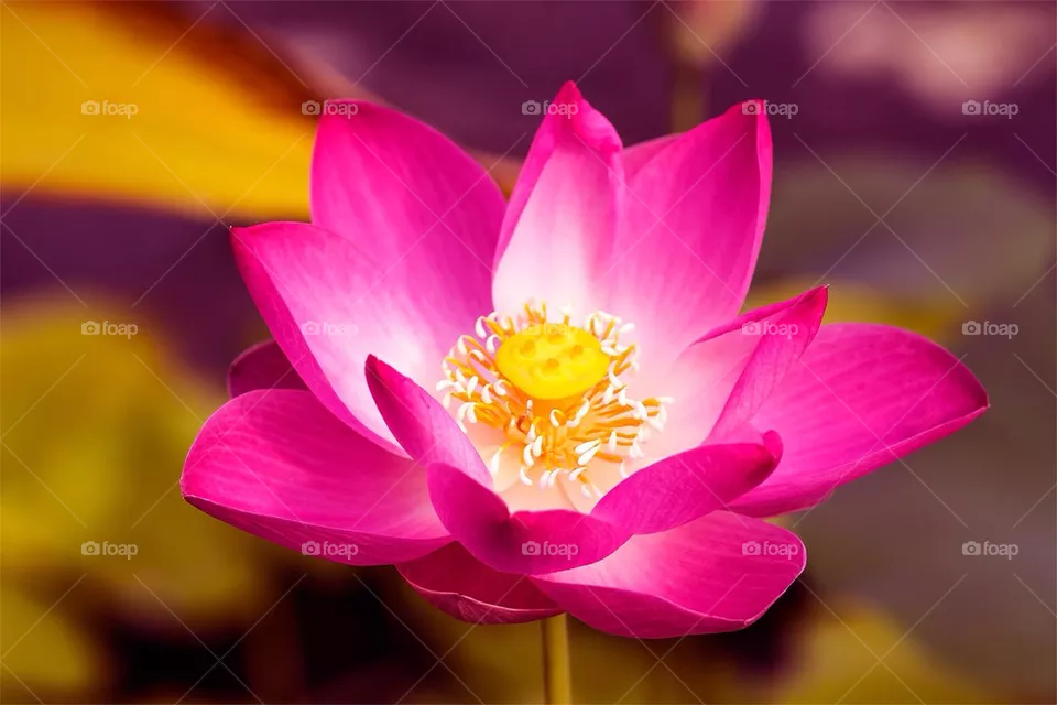 Lotus