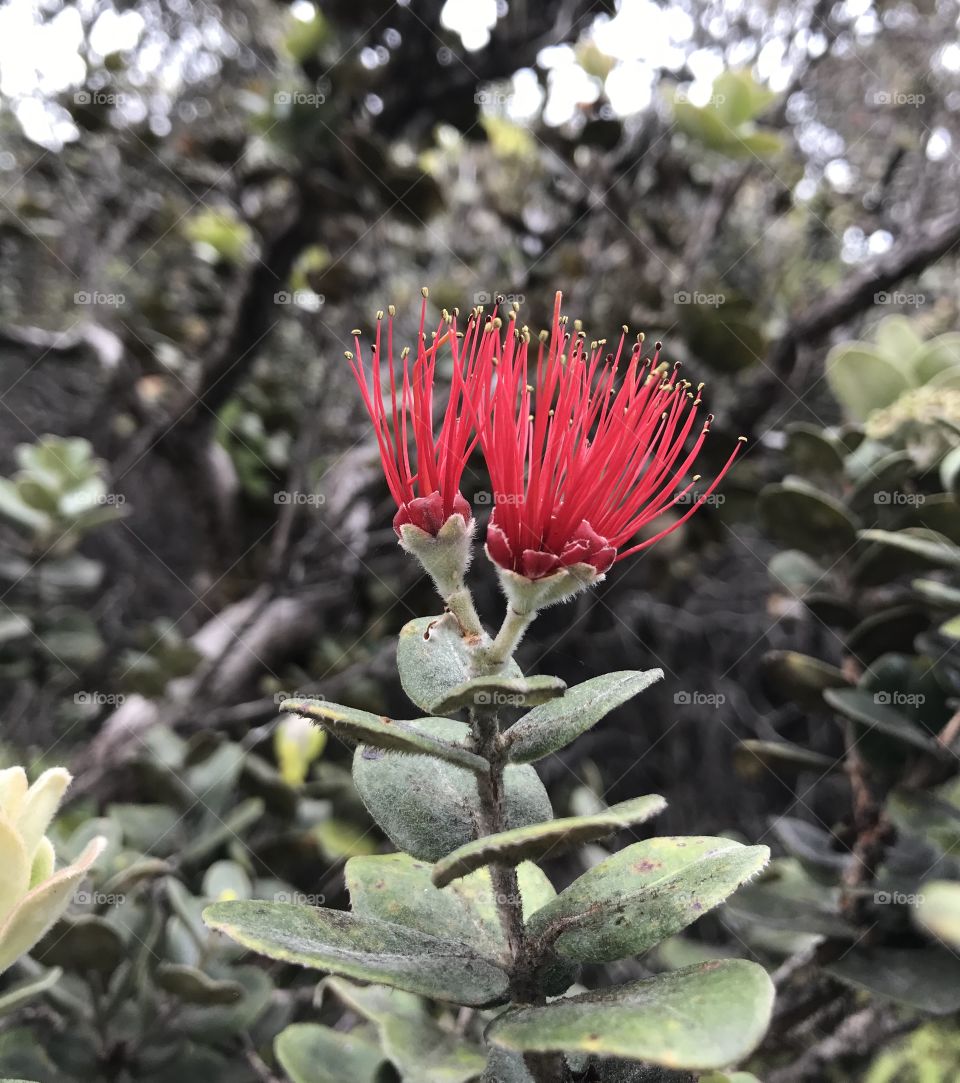 ‘Ōhia Lehua Blossom. Big Island, Hawaii. 