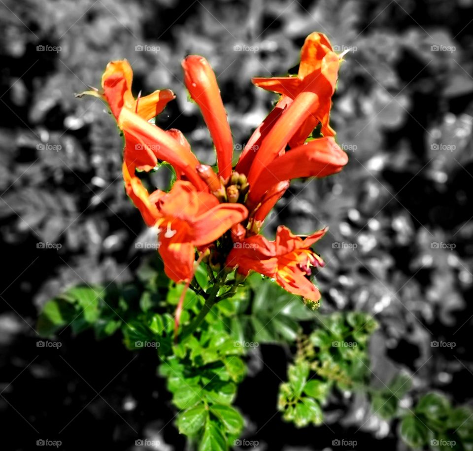 Spring is here and the desert is blooming